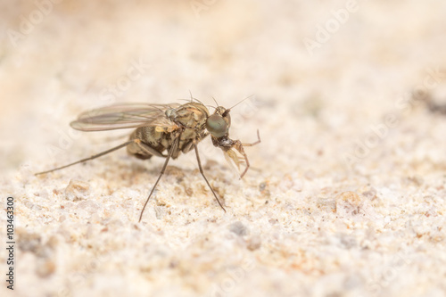 Macro photo of a Dolichopodidae fly, insect, close up
