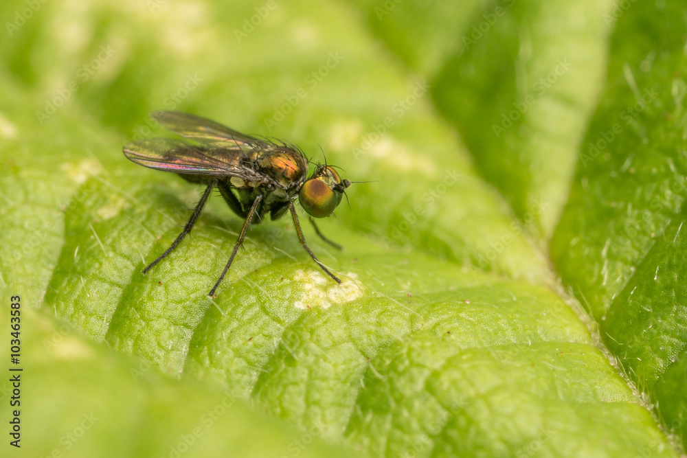 Macro photo of a Dolichopodidae fly, insect, close up
Macro photo of a Dolichopodidae fly, insect, close up