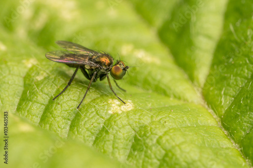 Macro photo of a Dolichopodidae fly, insect, close up
