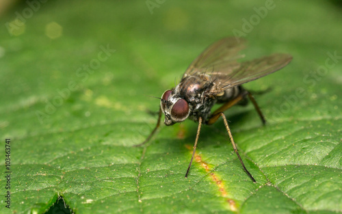 Macro photo of a Dolichopodidae fly, insect, close up

