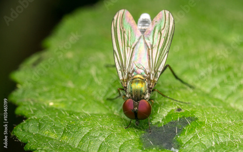 Macro photo of a Dolichopodidae fly, insect, close up
