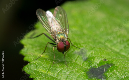 Macro photo of a Dolichopodidae fly, insect, close up
