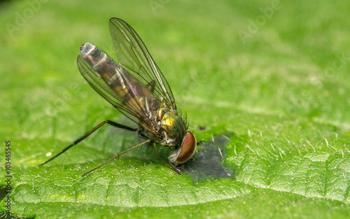 Macro photo of a Dolichopodidae fly, insect, close up
