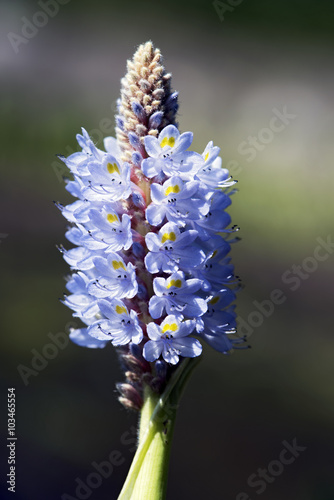 Aquatic plant pickerelweed photo