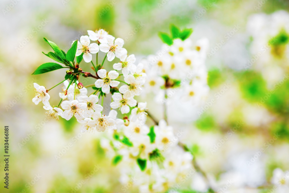 Blossoming tree. Cherry flowers background. Sunny spring day. Shallow depth of field. Selective focus.