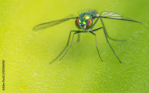 Macro photo of a Dolichopodidae fly, insect, close up
