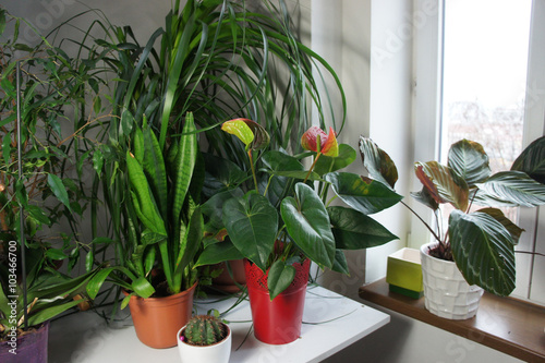 Mix of houseplants in the white room