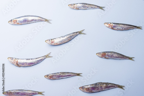 Sardine fishes in a row on a blue wet background
