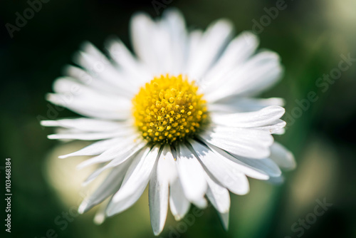 Fototapeta Naklejka Na Ścianę i Meble -  Daisy flower close up