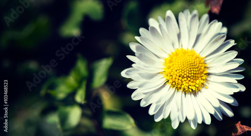 Daisy flower close up