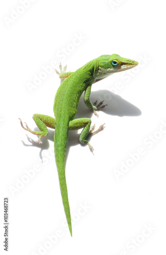 Green Anole Lizard on White