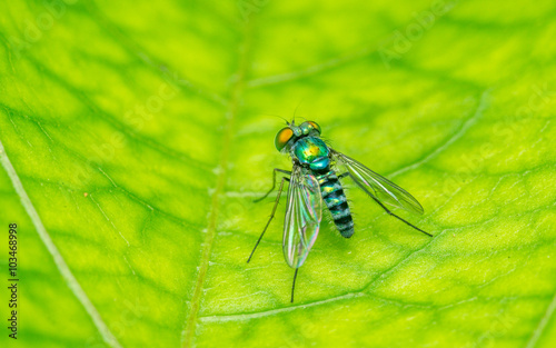 Macro photo of a Dolichopodidae fly, insect, close up
