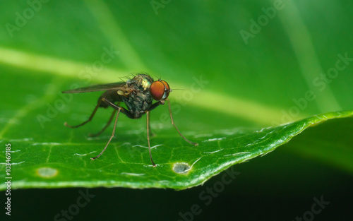 Macro photo of a Dolichopodidae fly, insect, close up
