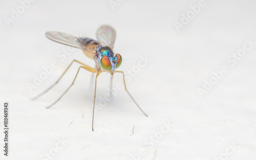 Macro photo of a colourful Dolichopodidae fly, insect, close up on a white background
