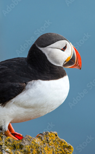 Puffin in Latrabjarg Cliff, Westfjords, Iceland