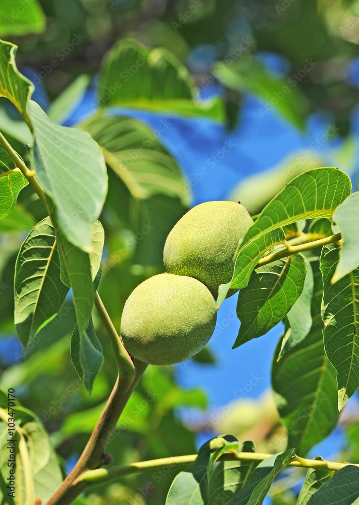 Walnut tree (Juglans regia) with fruit Walnut tree (Juglans regia) with fruit