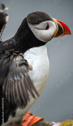 Puffin in Latrabjarg Cliff, Westfjords, Iceland © forcdan
