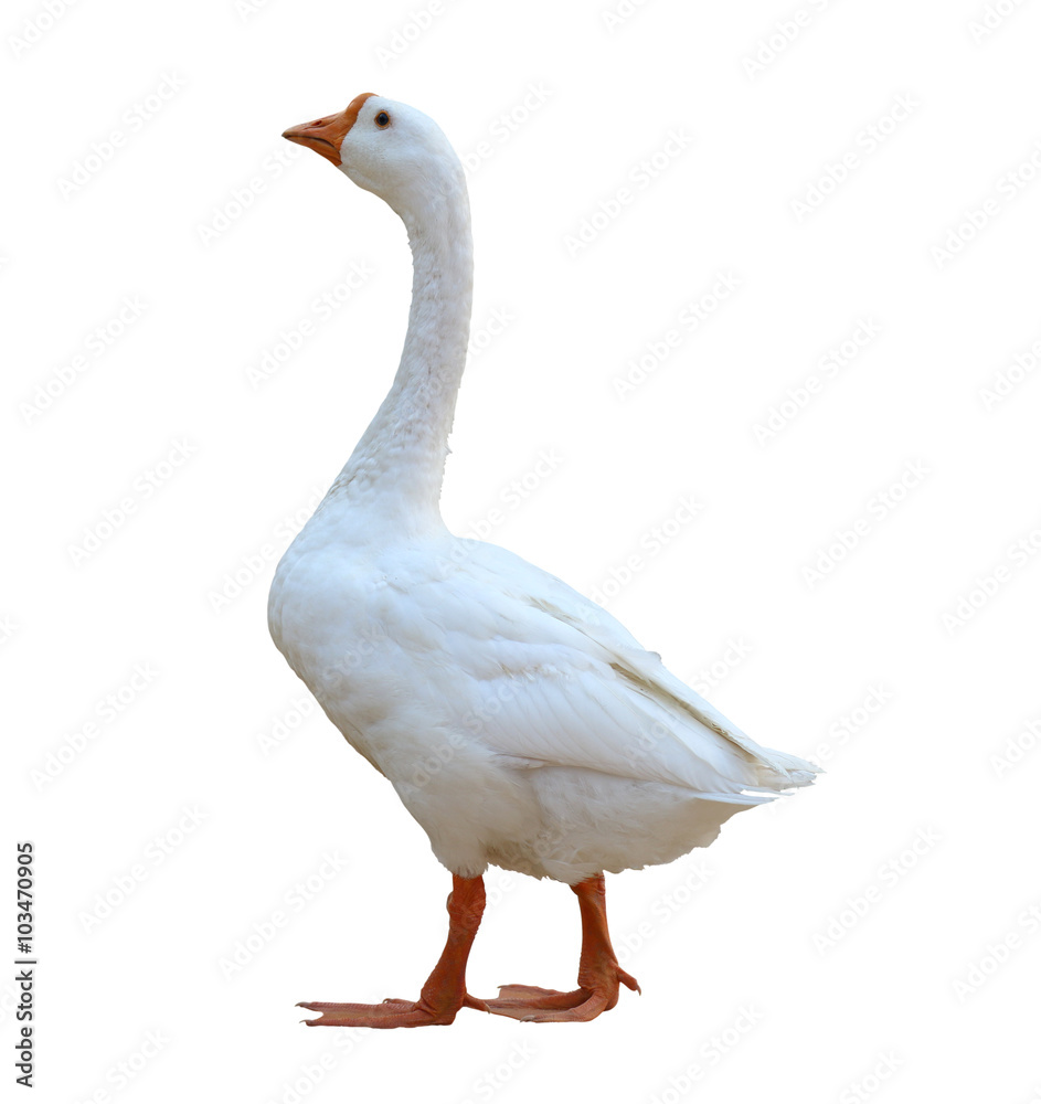 White goose isolated on white background White goose isolated on white background