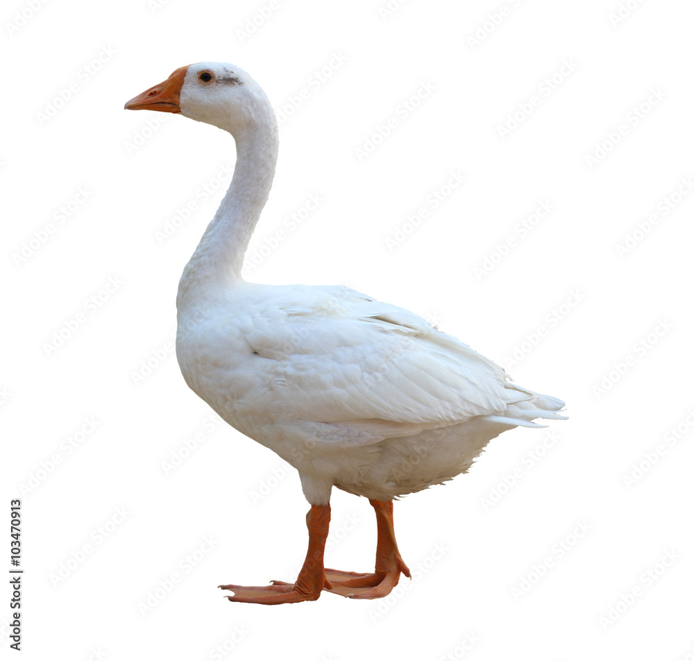 Obraz premium White goose isolated on white background