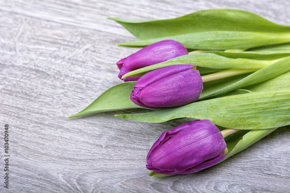 Violet tulips on a wooden background