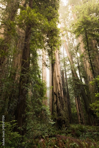 Tall Redwood Trees Scenery