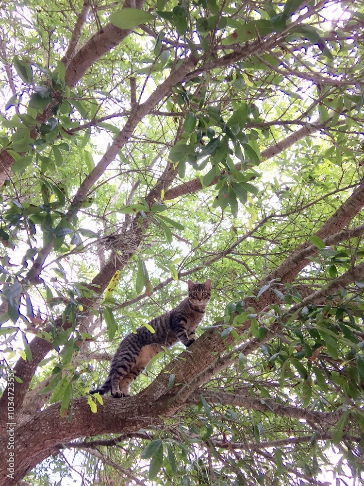 tabby cat in tree