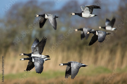 Barnacle Geese in Flight