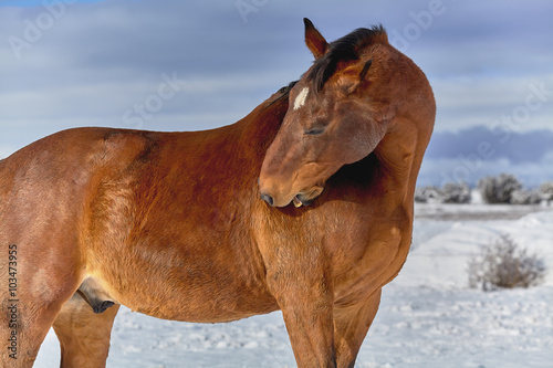 Fototapeta Naklejka Na Ścianę i Meble -  Brown Horse scratching himself with his Teeth