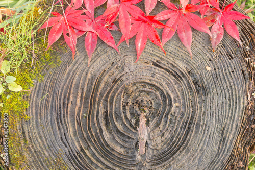 autumn leaf and  green moss  on old stump