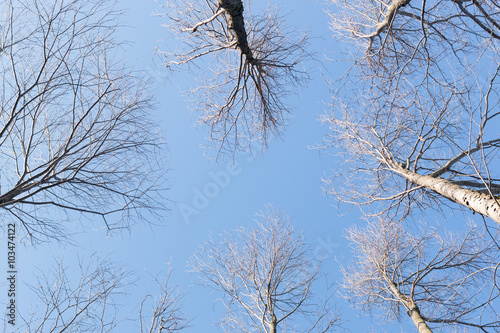 background dry tree and blue sky in park