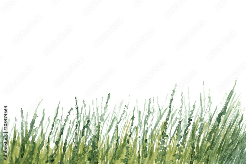 Fototapeta premium Yellow-green grass in watercolor