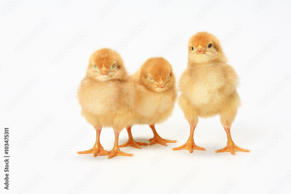 3羽のヒヨコ 3羽のヒヨコ