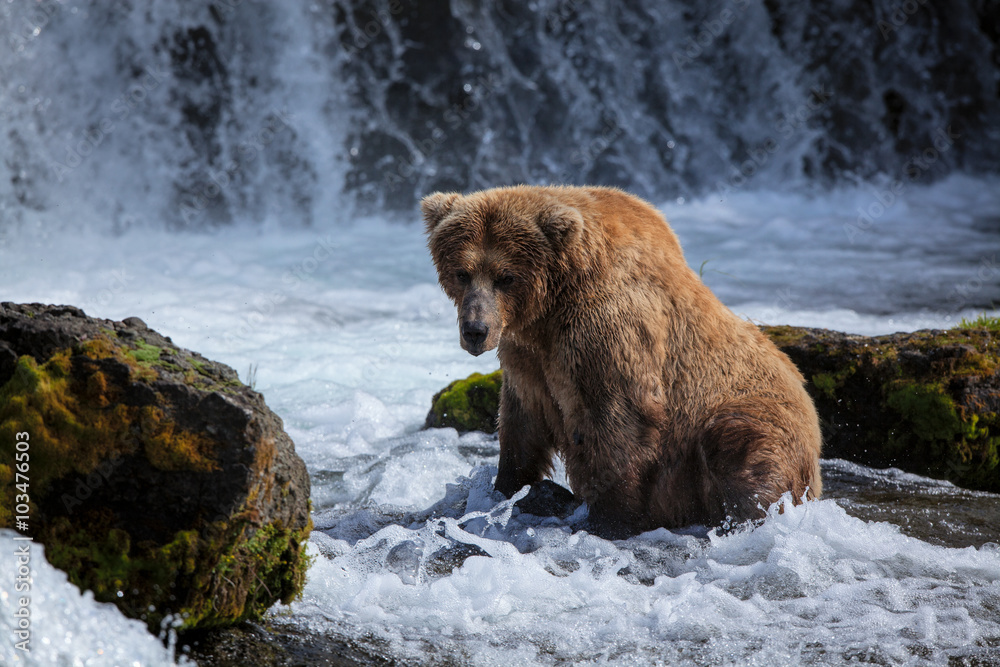A brown bear sow waits for a passing salmon at the base of Brooks Falls. A brown bear sow waits for a passing salmon at the base of Brooks Falls.