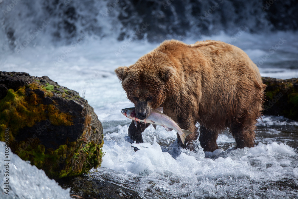Obraz premium A brown bear sow catches a salmon at the base of Brooks Falls.