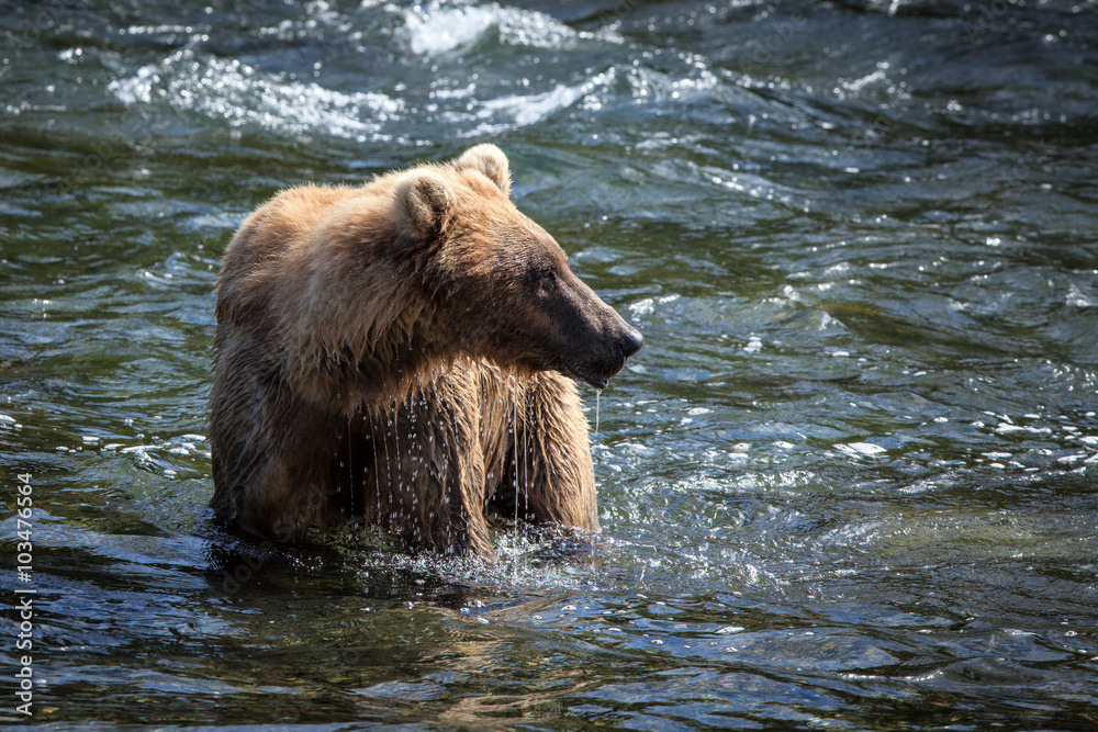An Alaskan brown bear searches for salmon in Brooks River. An Alaskan brown bear searches for salmon in Brooks River.