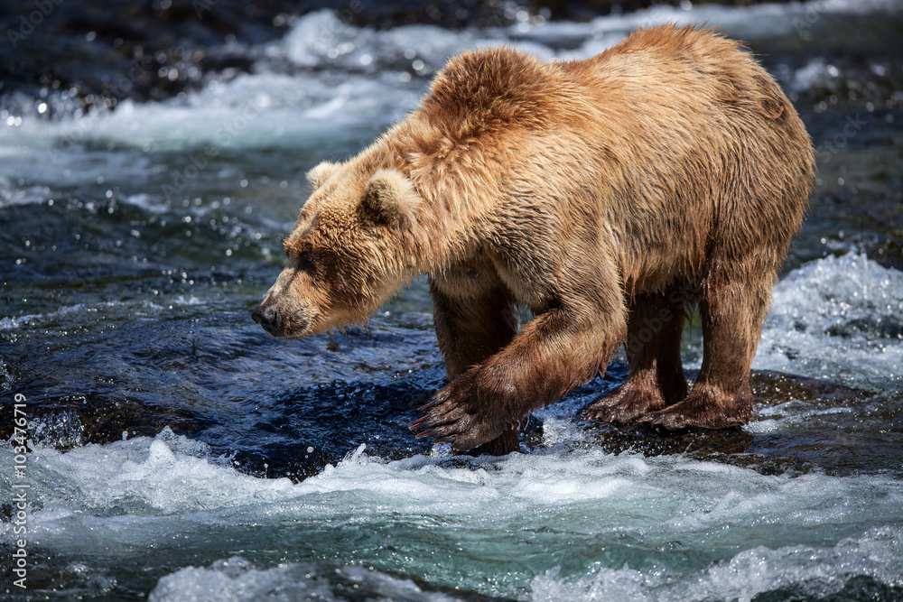 An Alaskan brown searches for salmon in the riffles of Brooks River. An Alaskan brown searches for salmon in the riffles of Brooks River.