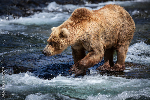 An Alaskan brown searches for salmon in the riffles of Brooks River.