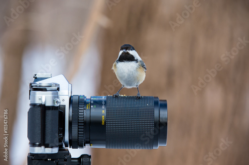 The black-capped chickadee is a small, non migratory, North American songbird that lives in deciduous and mixed forests. It is a very underrated friendly bird that will gladly take food from hands. 