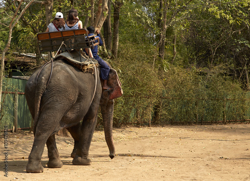 Elephant for tourists