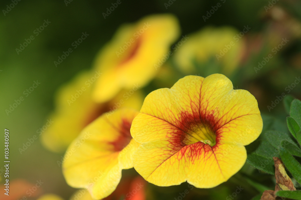 Yellow Calibrachoa Hybrid Flower Yellow Calibrachoa Hybrid Flower