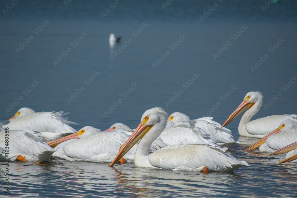 Pelícanos borregones en el Lago de Chapala llegados de Canadá. Pelícanos borregones en el Lago de Chapala llegados de Canadá.
