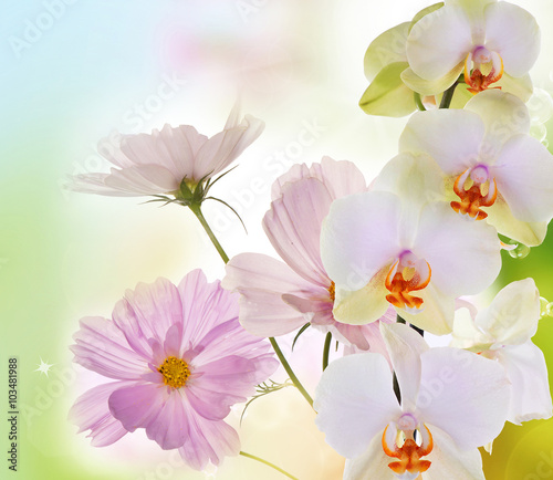 Orchid flowers on abstract background © red150770