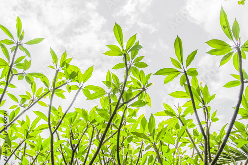 Green leaves in the sky