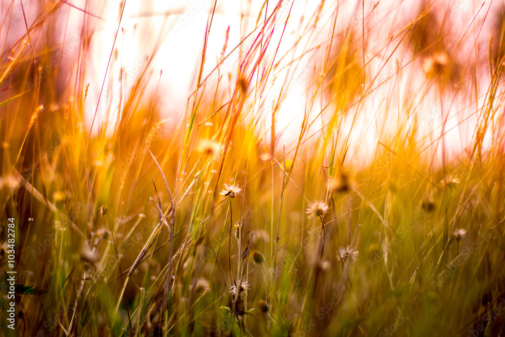 Abstract background blurted and flower grass, field sunlight and
