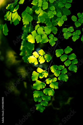 Leaf of fern