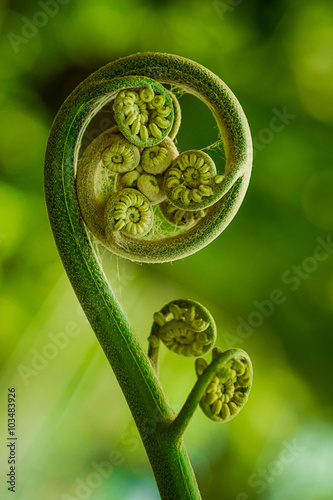 Big curly leaf of fern in forest, macro with shallow dof