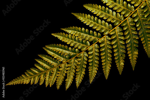 Leaf of fern