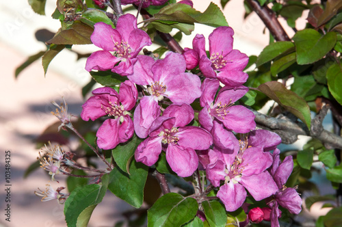 Spring flowers of the apple tree