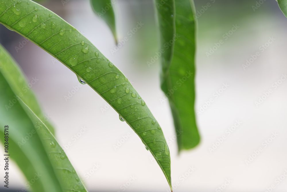 Obraz premium Water drops on a leaf