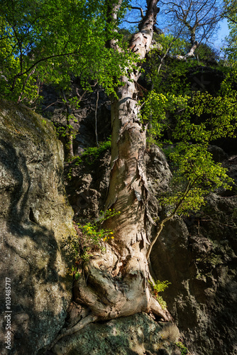 岩に生えた木